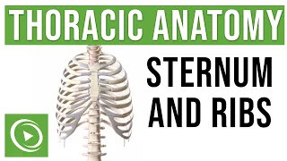 Thoracic Anatomy: Complete Guide to Skeleton, Sternum & Ribs | Lecturio Medical
