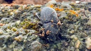 The Ground Beetle : Unappreciated Ecosystem Heroes #beetle #animals