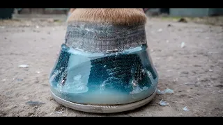 How to Shoe a Horse using Resin