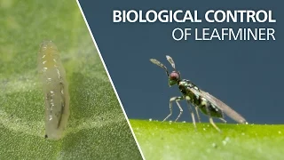 Biological control of leaf miner - Diglyphus isaea