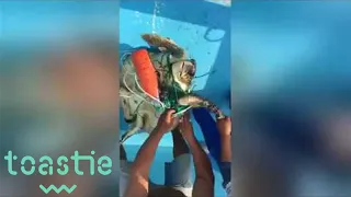 Fishermen Rescue Sea Turtle Entangled in Net