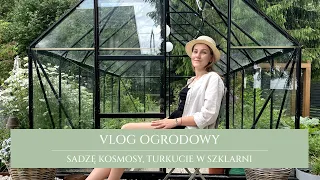 Vlog z ogrodu | sadzę kosmosy | turkucie i pomidory w szklarni | po co założyłam kanał na YT