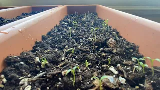 Cilantro Seedling Timelapse