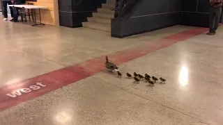 Mother Duck and her Ducklings Visit High School - 988864-1