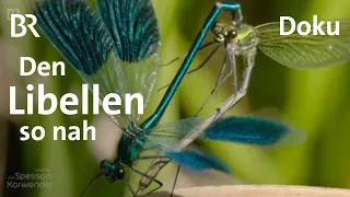 Libellen: Feine Naturschönheiten ganz nah - Schutz & Lebensraum | Zwischen Spessart und Karwendel|BR