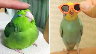 Smart And Funny Parrots Parrot Talking Videos Compilation (2022) - Cute Birds #5