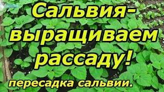 Сальвия - как правильно вырастить рассаду. Часть 3