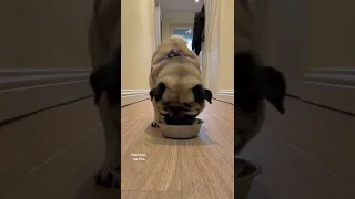 | DOG RUNNING FOR FOOD 2022 😋 (Pugs eat FAST 😂!) | #shorts