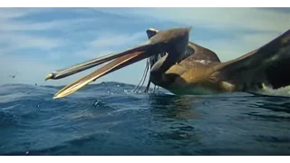 Pelicans Diving - Slow Mo!