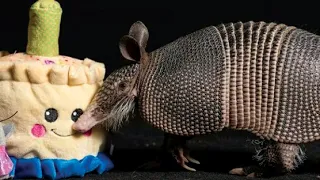 Tap Dancing Armadillo Loves Taking Baths! 😍| The Koala