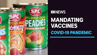 No jab, no job: SPC becomes first company in Australia to make COVID vaccines mandatory | ABC News