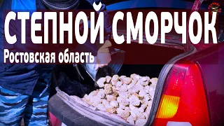 Степные сморчки из-под Ростова-на-Дону - самые первые и самые вкусные! Morel steppe