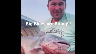 Huge 40lbs Blue Catfish!!! Potomac River ** Bunker Chunkin