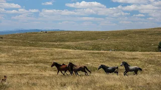 Elegance in the World of Majestic Horses & Beautiful Music