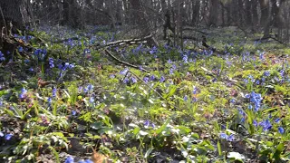 Поляна синих цветов весны - подснежники апреля