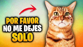 8 SEÑALES de que TU GATO se SIENTE SOLO 😿: No las ignores