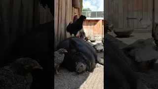a sleeping black pig in a henhouse. live sound