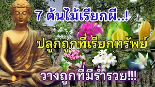 7 ต้นไม้เรียกผี..! แต่วางถูกที่ มีร่ำรวย ปลูกไม่ดีเรียกผี ปลูกถูกที่เรียกทรัพย์!!!