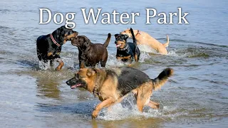 Dog Water Park
