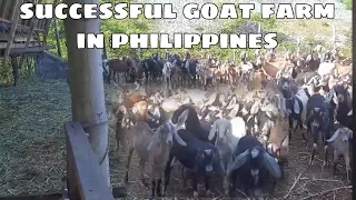 Nakabili ng Lupain Mula sa Goat Farming Nagsimula Lang sa 7 Kambing Ngayon 240 Hybrid Goats Pinalago