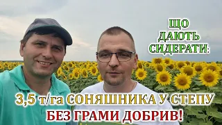 Як одержати 3,5 т/га соняшника у Степу без добрив