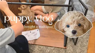 Bought a maltipoo puppy in Japan 🐶