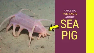 Sea pig true facts Amazing sea pig facts for kids