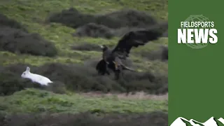 How to save eagle falconry in Scotland