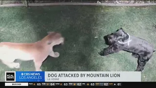 Dog in La Verne attacked by mountain lion