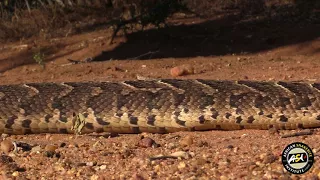 Puff Adder (Bitis arietans arietans) "walking on ribs"