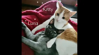 Kitty ❤️ Luna