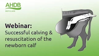 Webinar: Successful Calving Course (for vets)