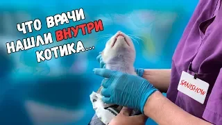 Спасение котика с раной на шее. Еще одна операция. Нашли инородный предмет / SANI vlog