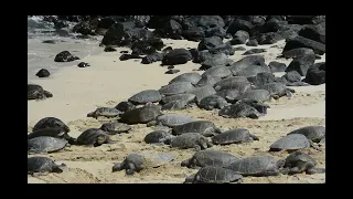 Sea Turtles in Hawaii