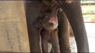 Baby Elephant Wan Mai's Journey And Her Life After Being Rescued For Three Years - ElephantNews