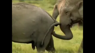 Слон трахнул носорога.