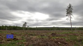 What's the future of forests in Sweden?