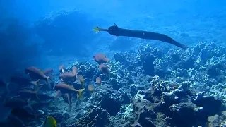 An absolutely stunning dive @ Makena Landing, Maui 5/5/2024