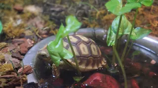 College 1: My Turtle Routine Final