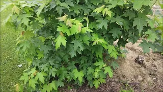 Vegetable Garden Update, Patience