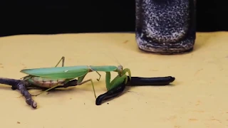 leech vs mantis