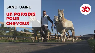 Une journée dans le plus grand refuge de France pour équidés maltraités