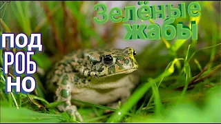 Содержание зелёных жаб в домашних условиях. Bufo viridis подробно