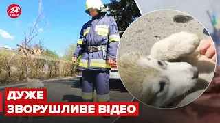 🐶Пожежники після обстрілу знайшли цуценя та взяли собі