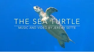 The Sea Turtle | Beautiful Peaceful Underwater Music