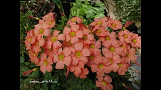 Кислица / Oxalis obtusa. Выращивание, особенности, вид луковиц, семенная коробочка.