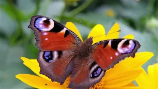 Światowy Dzień Motyli
