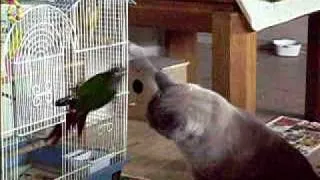 conure and the cat