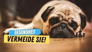 Diese 10 Fehler VERKÜRZEN das Leben deines Hundes! ⛔️