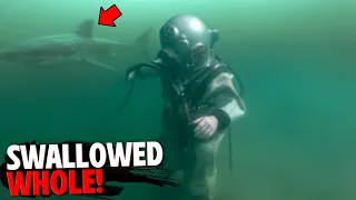 This Hookah Diver Is SWALLOWED WHOLE By Deadly Great White Shark!